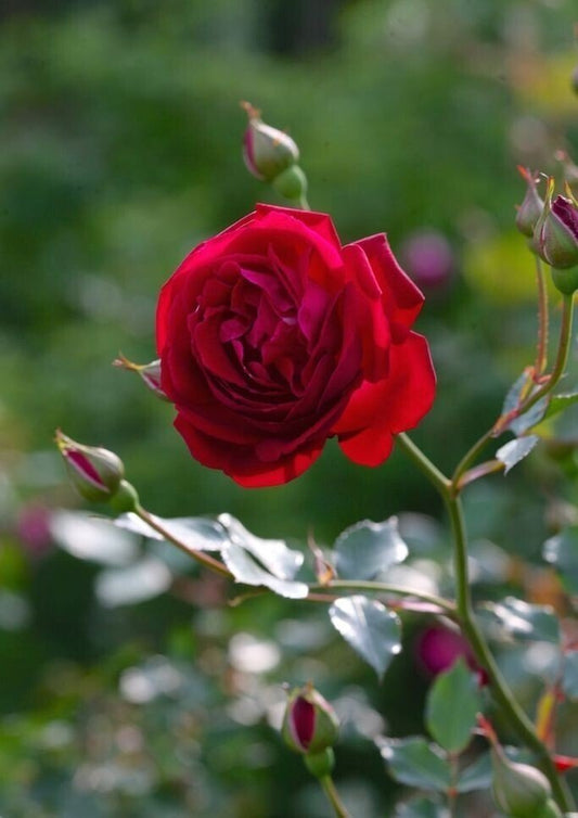 Seeds Rose Plant Red - My Fashion Sell