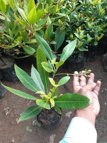 Seeds Rudraksh Live Plant - My Fashion Sell