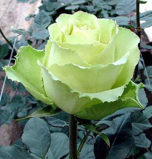 Seeds Saraswati Garden'S Rare Rose Plant 'Green White' 1 Healthy Live Plant with Plastic Bag - My Fashion Sell