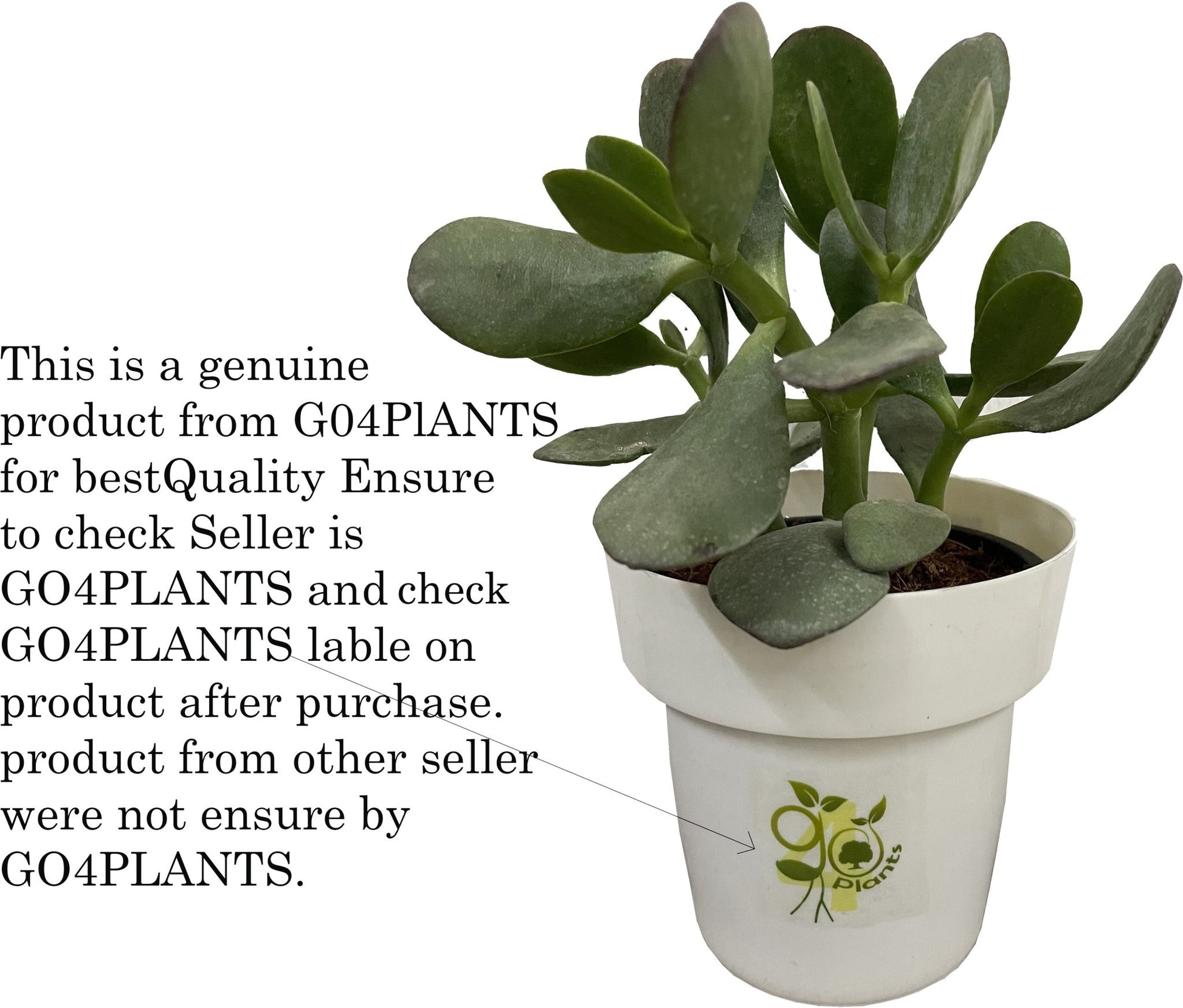 Seeds Shy/ Sleepy Live Flower Plant with Pot (Pack of 1) - My Fashion Sell