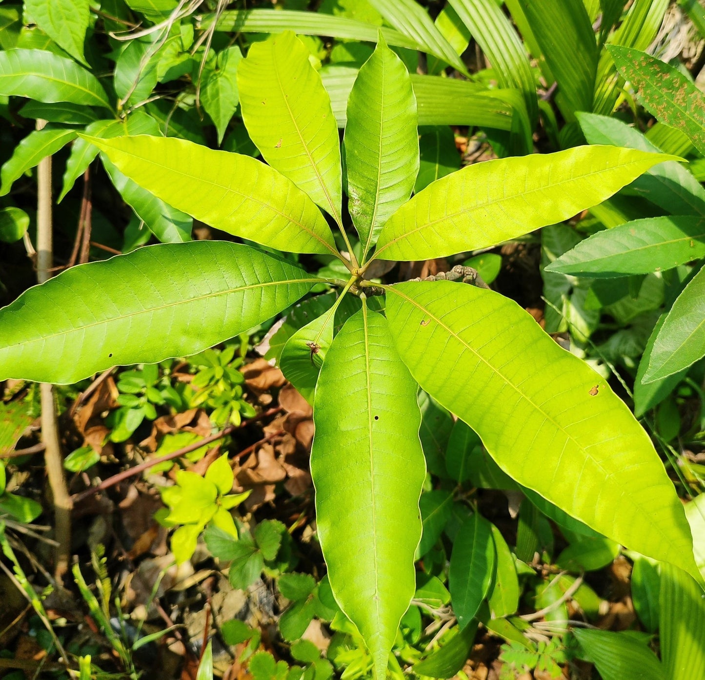 Seeds Sunderi Mango/Aam Fruit Plants - My Fashion Sell