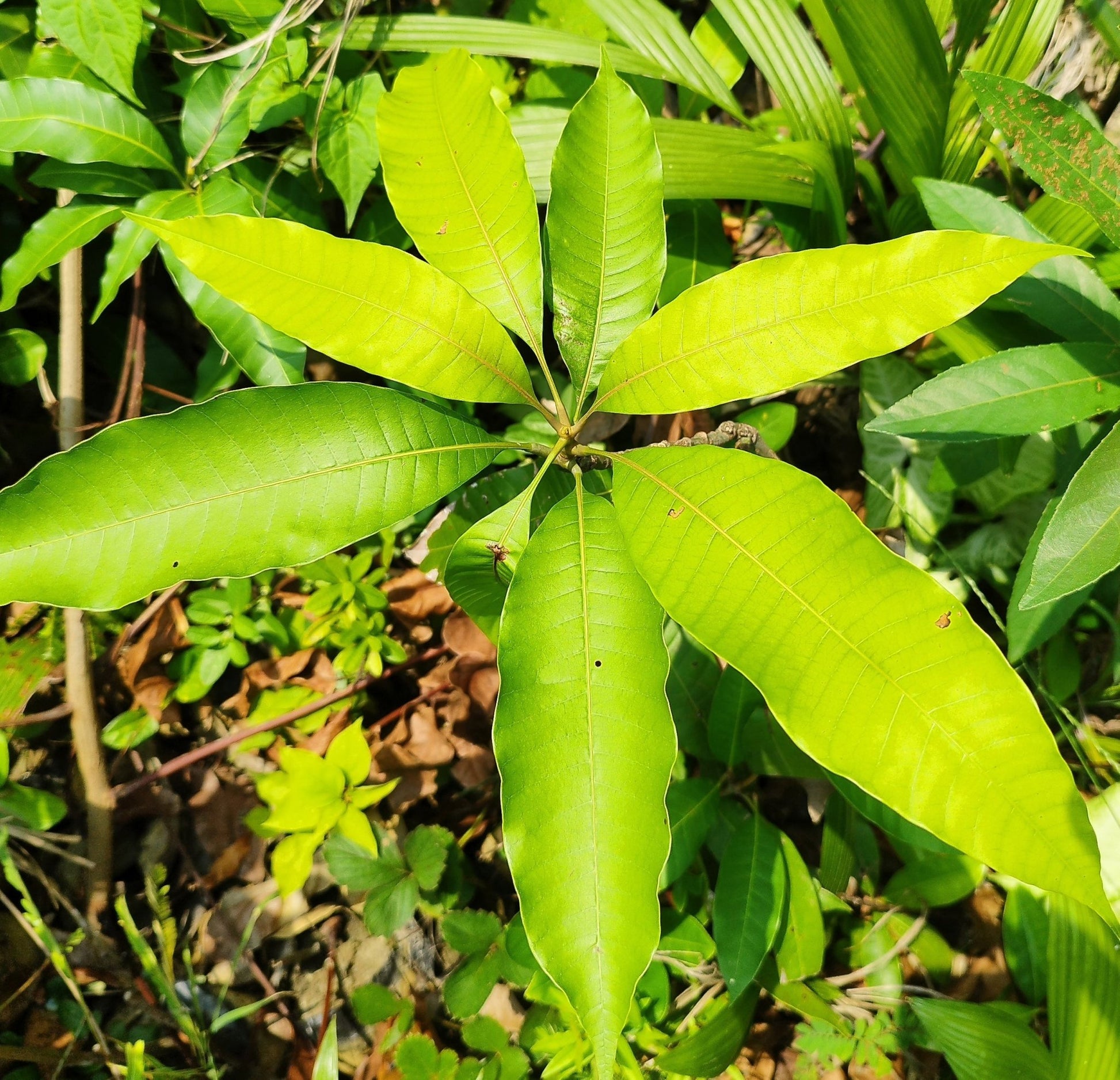 Seeds Sunderi Mango/Aam Fruit Plants - My Fashion Sell