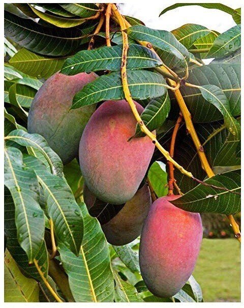 Seeds Sunderi Mango/Aam Fruit Plants - My Fashion Sell