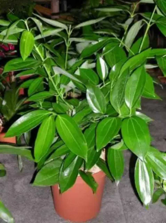 Seeds Tejpatta Plant - My Fashion Sell