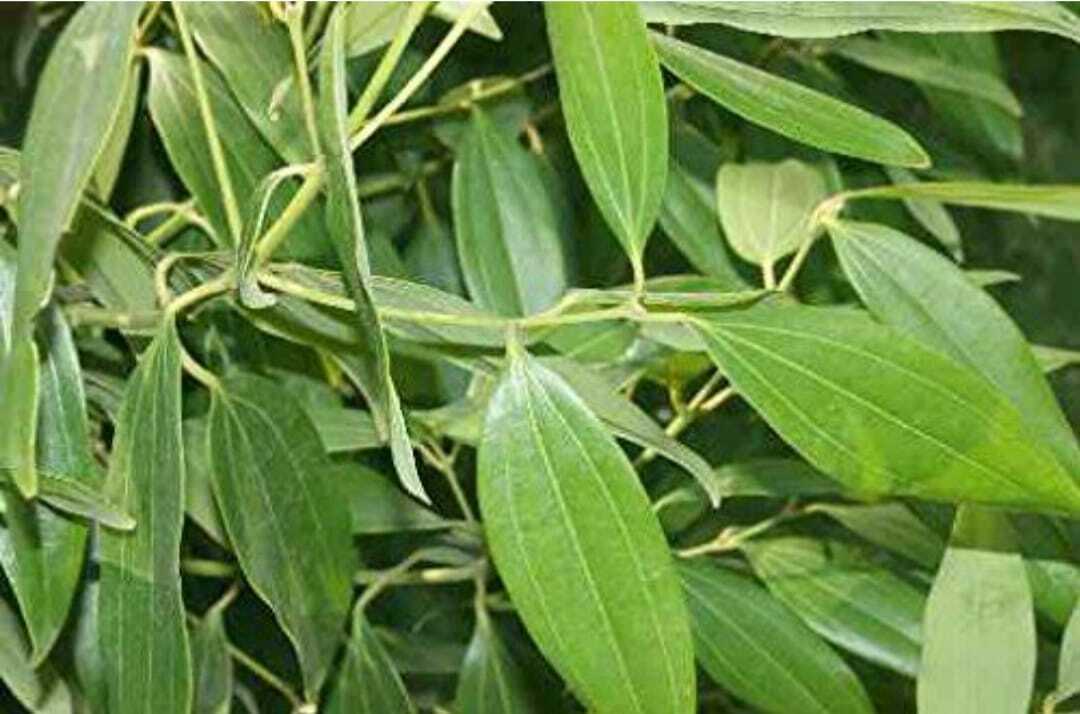 Seeds Tejpatta Plant - My Fashion Sell