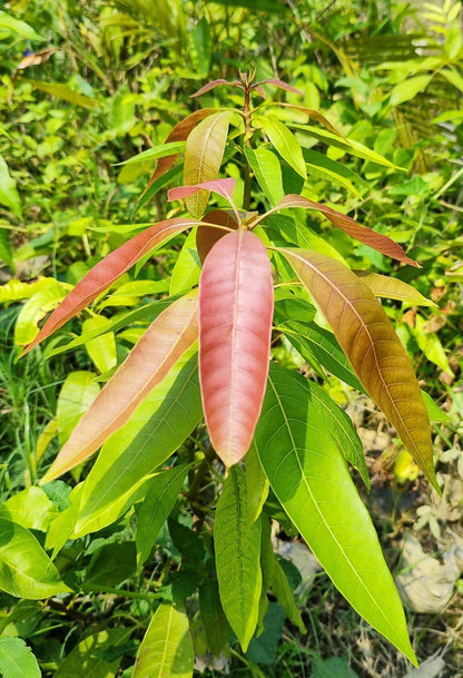 Seeds Thai Aam, Purple Mango Tree, Live Plant - My Fashion Sell