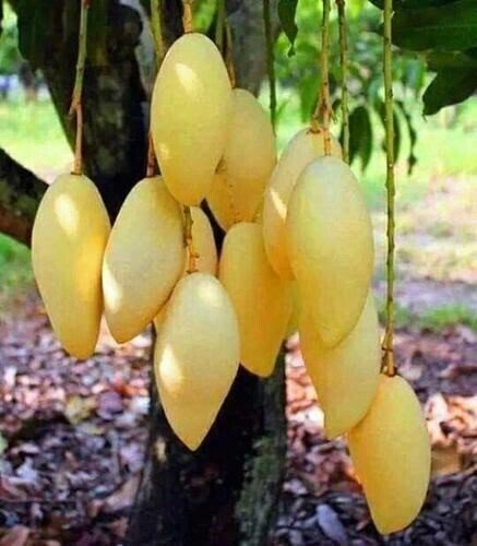 Seeds Thai Aam, Purple Mango Tree, Live Plant - My Fashion Sell