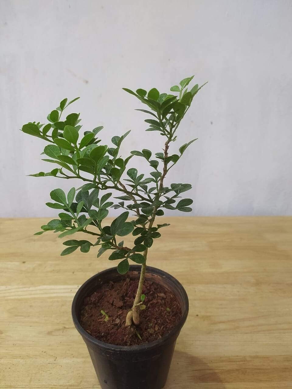 Seeds Thai Wood Apple Live Plant - Popular Among Indian/Bengali Street Food - My Fashion Sell