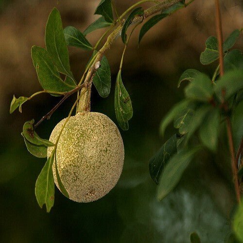 Seeds Thai Wood Apple Live Plant - Popular Among Indian/Bengali Street Food - My Fashion Sell