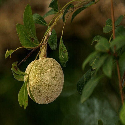 Seeds Thai Wood Apple Live Plant - Popular Among Indian/Bengali Street Food - My Fashion Sell