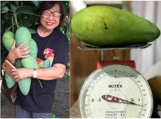 Seeds Thailand Variety Catimon Grafted Mango Plant / Plant Height 2Ft - 2.6Ft / Per Mango Weight Grater Than 1Kg - My Fashion Sell