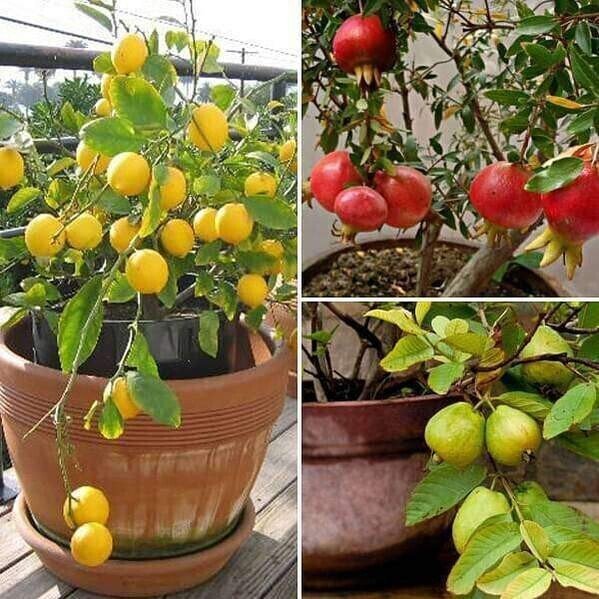 Seeds Top 3 Fruit Plants To Grow In Pots - My Fashion Sell