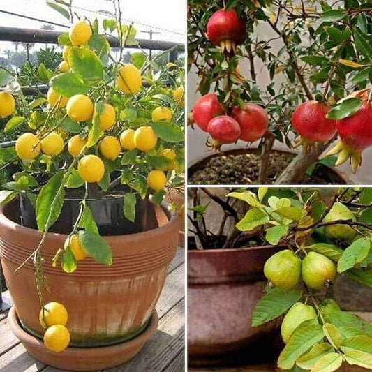 Seeds Top 3 Fruit Plants To Grow In Pots - My Fashion Sell