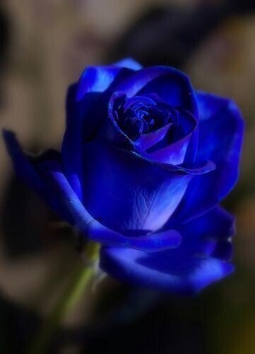 Seeds Unique Blue Rose Plant - My Fashion Sell