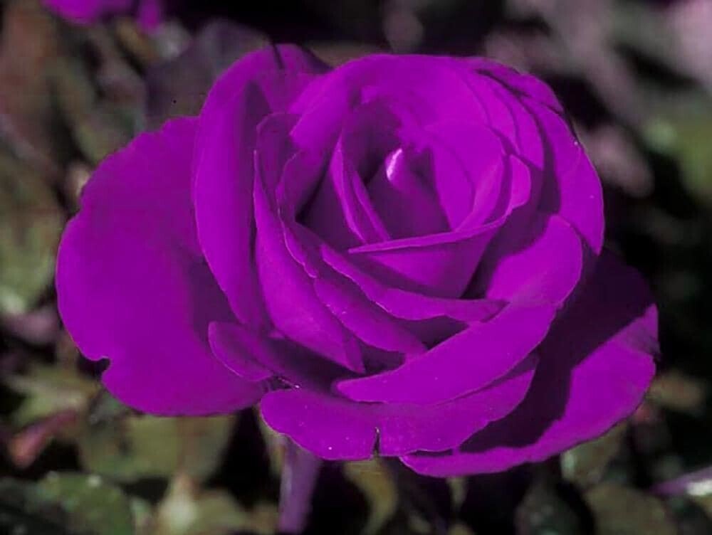 Seeds Unique Purple Rose Plant - My Fashion Sell