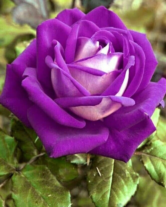 Seeds Unique Purple Rose Plant - My Fashion Sell