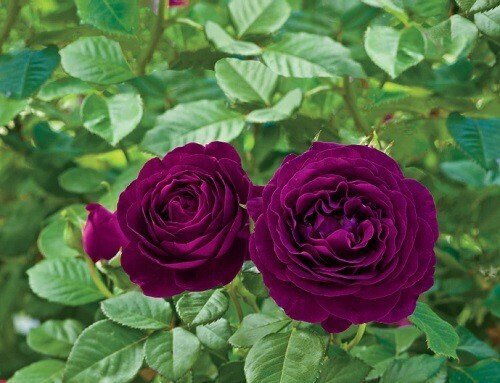 Seeds Unique Red Rose Plant - My Fashion Sell