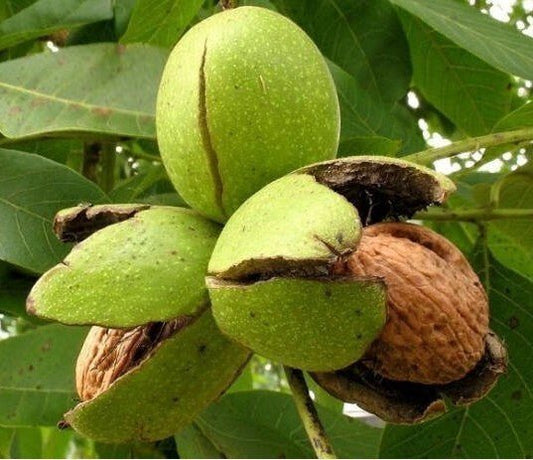 Seeds Walnut Akhrot Plant - My Fashion Sell