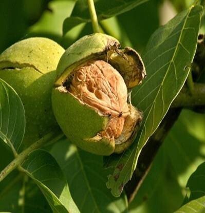 Seeds Walnut Akhrot Plant - My Fashion Sell
