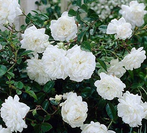 Seeds White Rose - My Fashion Sell