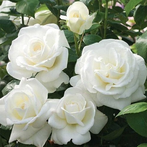Seeds White Rose - My Fashion Sell