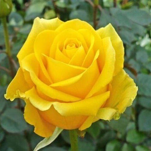 Seeds Yellow Rose - My Fashion Sell