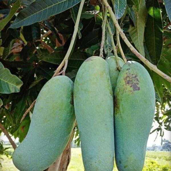 Seeds Thai Banana Shaped Mango Live Plant