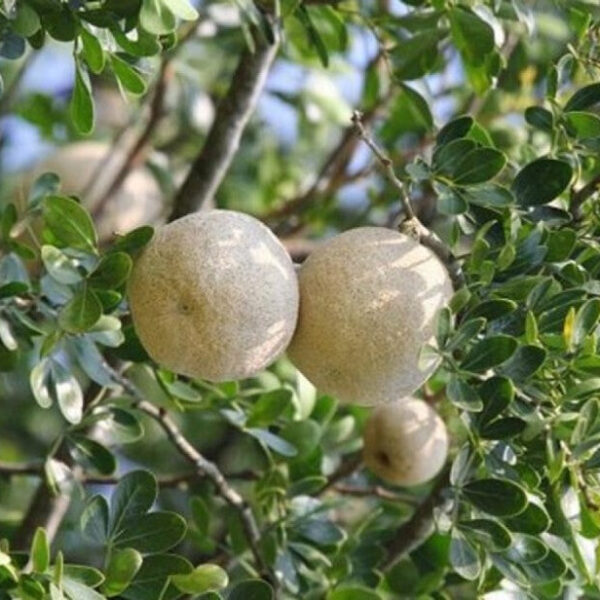 Seeds Thai Wood Apple Live Plant- Popular Among Indian/Bengali Street Food