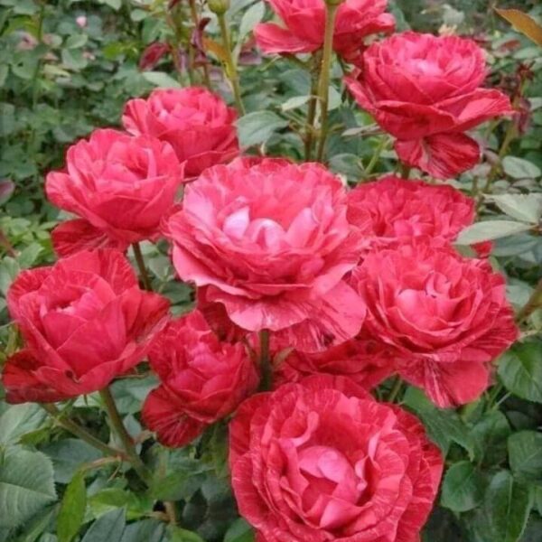 Seeds Rose Flower Plant