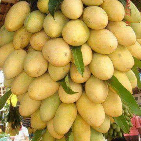 Seeds Chhapra Mango Plant- Grafted