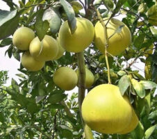 Seeds Batabi Labu/Pomelo Lemon Fruit Plant