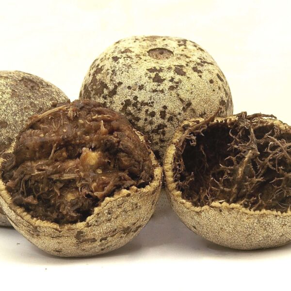 Seeds Thai Wood Apple Live Plant- Popular Among Indian/Bengali Street Food