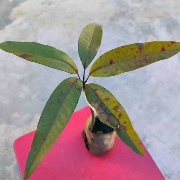 Seeds Thai Banana Shaped Mango Live Plant