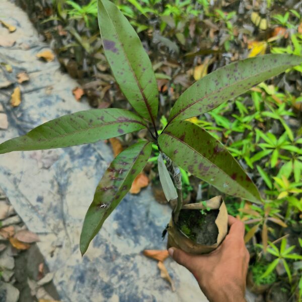 Seeds Bombay Dwarf Variety Mango Live Plant.