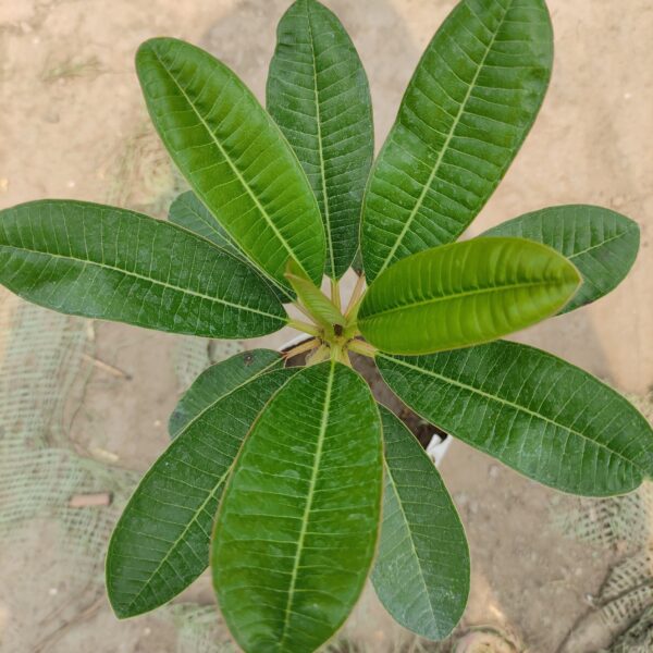 Seeds Pink Plumeria Flowers Plant.