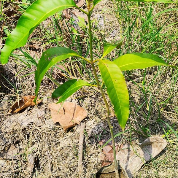 Seeds Chhapra Mango Plant- Grafted