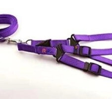 Fabric Harness with 5 Feet Leash for Dog (Multicolor, 1 inches) (Set of 1)