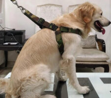 Cotton Body Harness for Dog (Multicolor, 1.6 inches) (L)