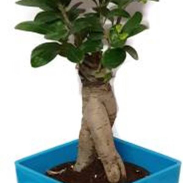 Seeds 3 Years Old Indoor Grafted Ficus Bonsai Plant [Live Plant] Plant (Yes Pack of 1 Bonsai)