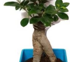 Seeds 3 Years Old Indoor Grafted Ficus Bonsai Plant [Live Plant] Plant (Yes Pack of 1 Bonsai)