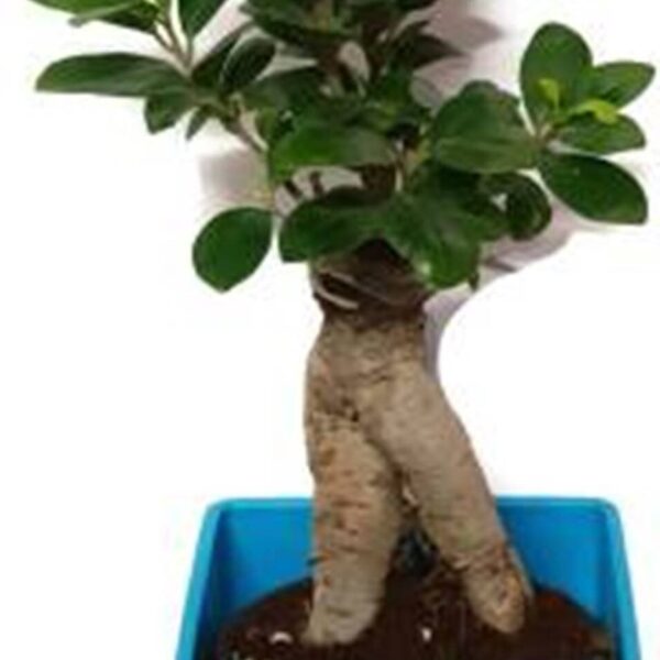 Seeds 3 Years Old Indoor Grafted Ficus Bonsai Plant [Live Plant] Plant (Yes Pack of 1 Bonsai)