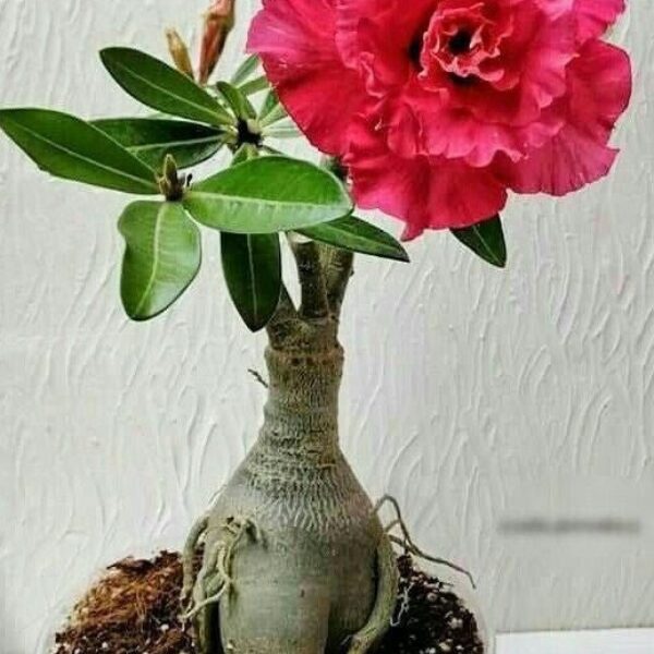 Seeds Adenium Plant
