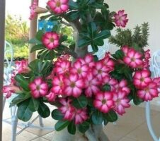 Seeds Adenium Plant