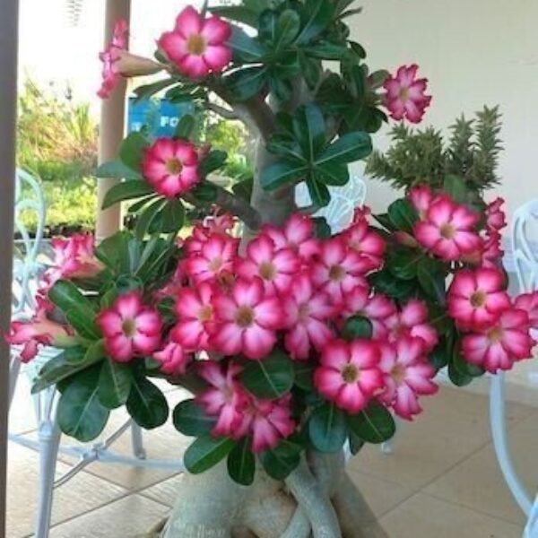 Seeds Adenium Plant
