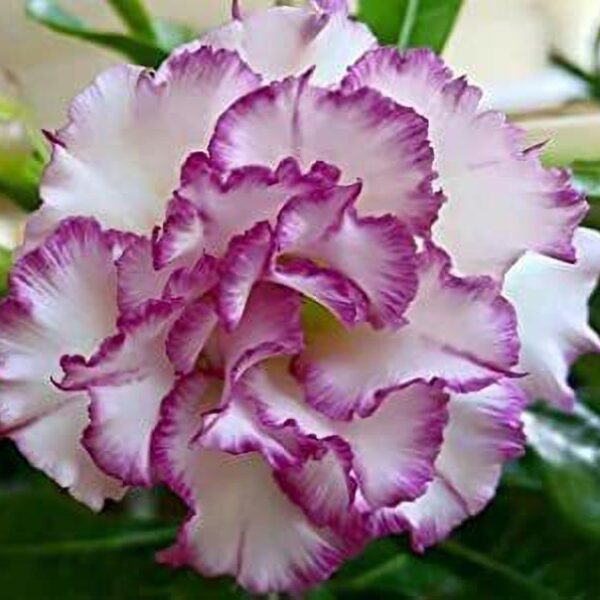 Seeds Adenium Plante