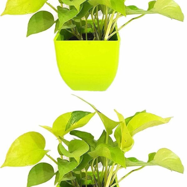 Seeds Air Purifying Good Luck Golden Money Plant - Feng Shui Pothos Plant [Pack of 2 Plants]