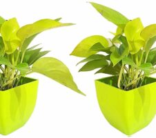 Seeds Air Purifying Good Luck Golden Money Plant - Feng Shui Pothos Plant [Pack of 2 Plants]