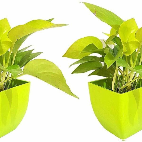 Seeds Air Purifying Good Luck Golden Money Plant - Feng Shui Pothos Plant [Pack of 2 Plants]