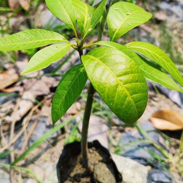 Seeds All Time Grafted Mango Plant