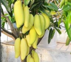 Seeds All Time Grafted Mango Plant